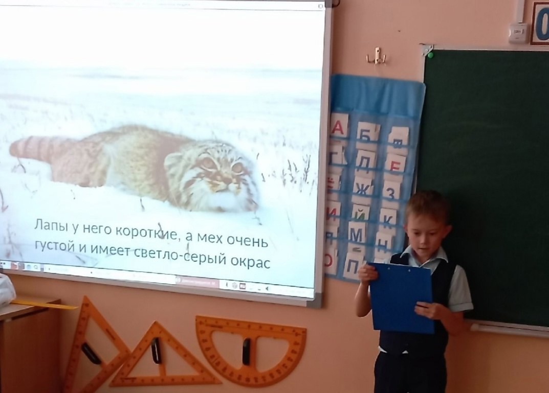 Предметная неделя " Манул собирает друзей".